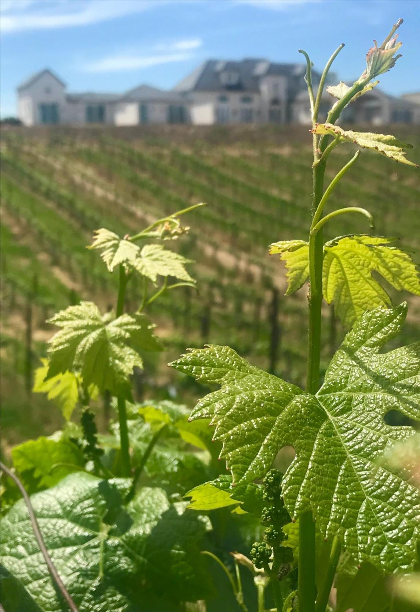 테메큘라 Domaine Chardonnay B&B 외부 사진
